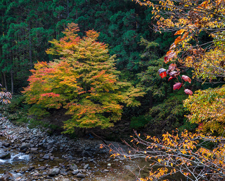 紅葉